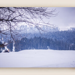 Kashmir Snowfall : Gulmarg Morning